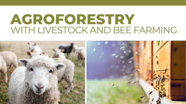 Agroforestry