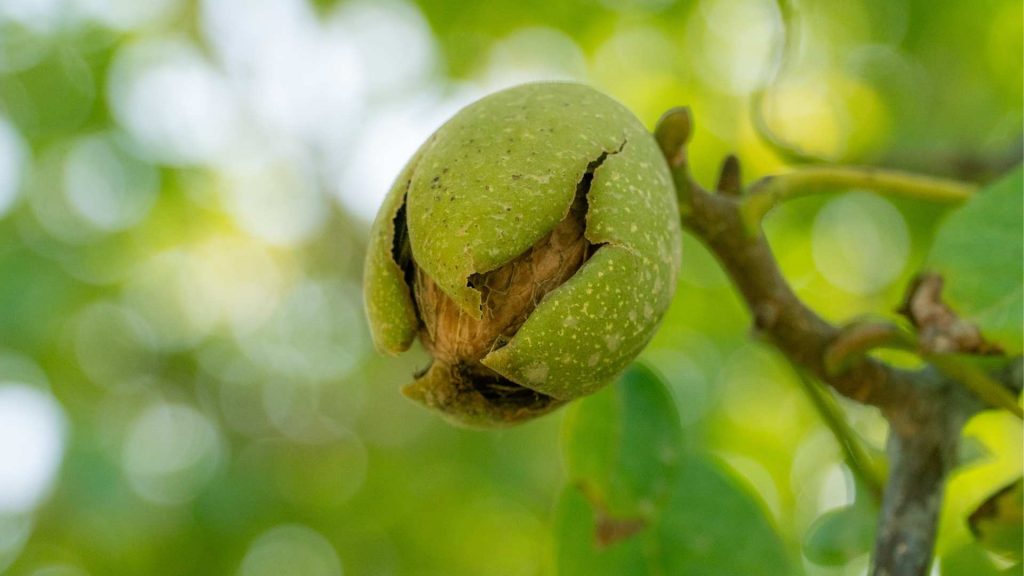 10 Reasons Why Walnuts Are A MustEat Superfood Invest4land