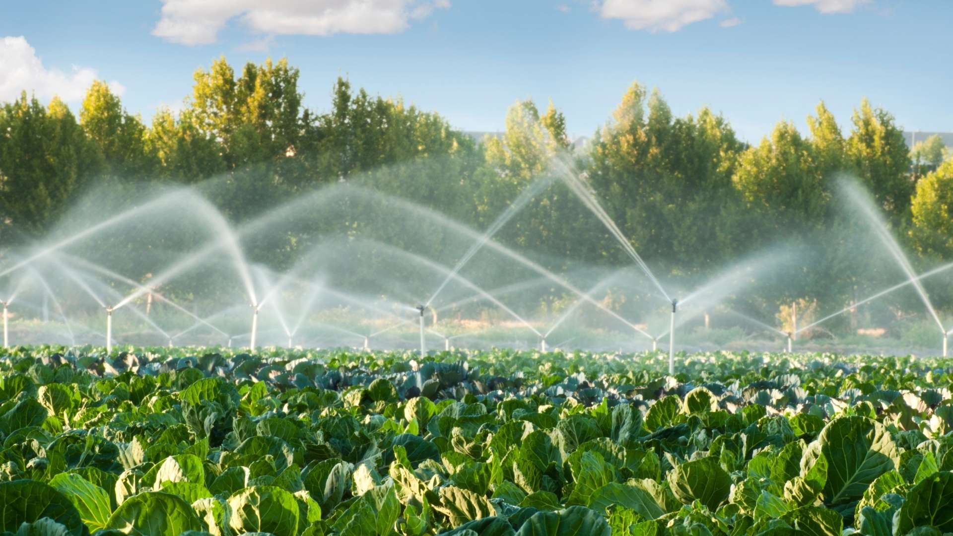 Learn about the most common modern irrigation methods