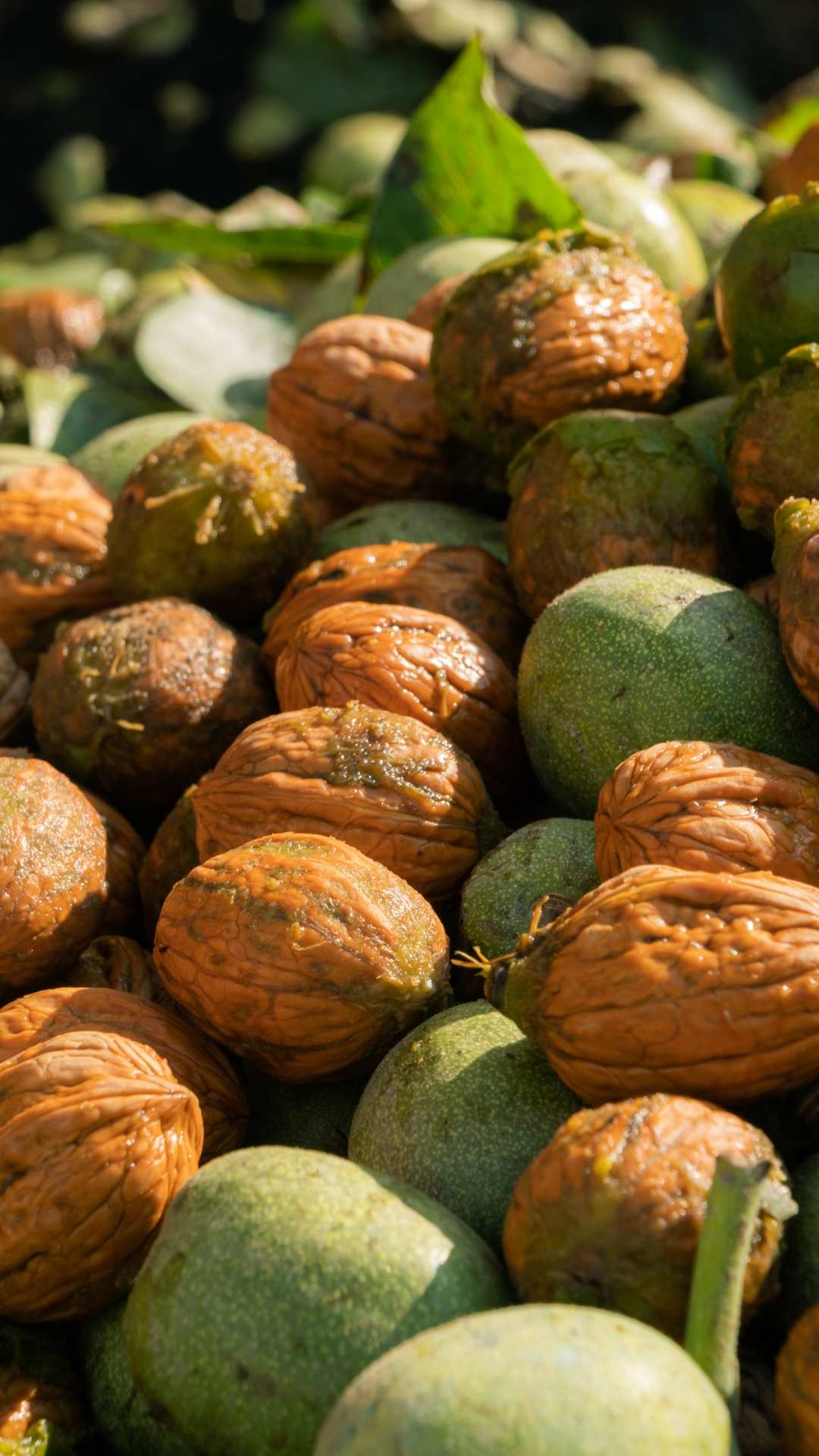 Invest4Land Spain Turkey Agriculture Invest Investment Farmland Walnut Almond Free Range Eggs Chicken Agroforestry Livestock Honey Minimum Investment 0 (1)