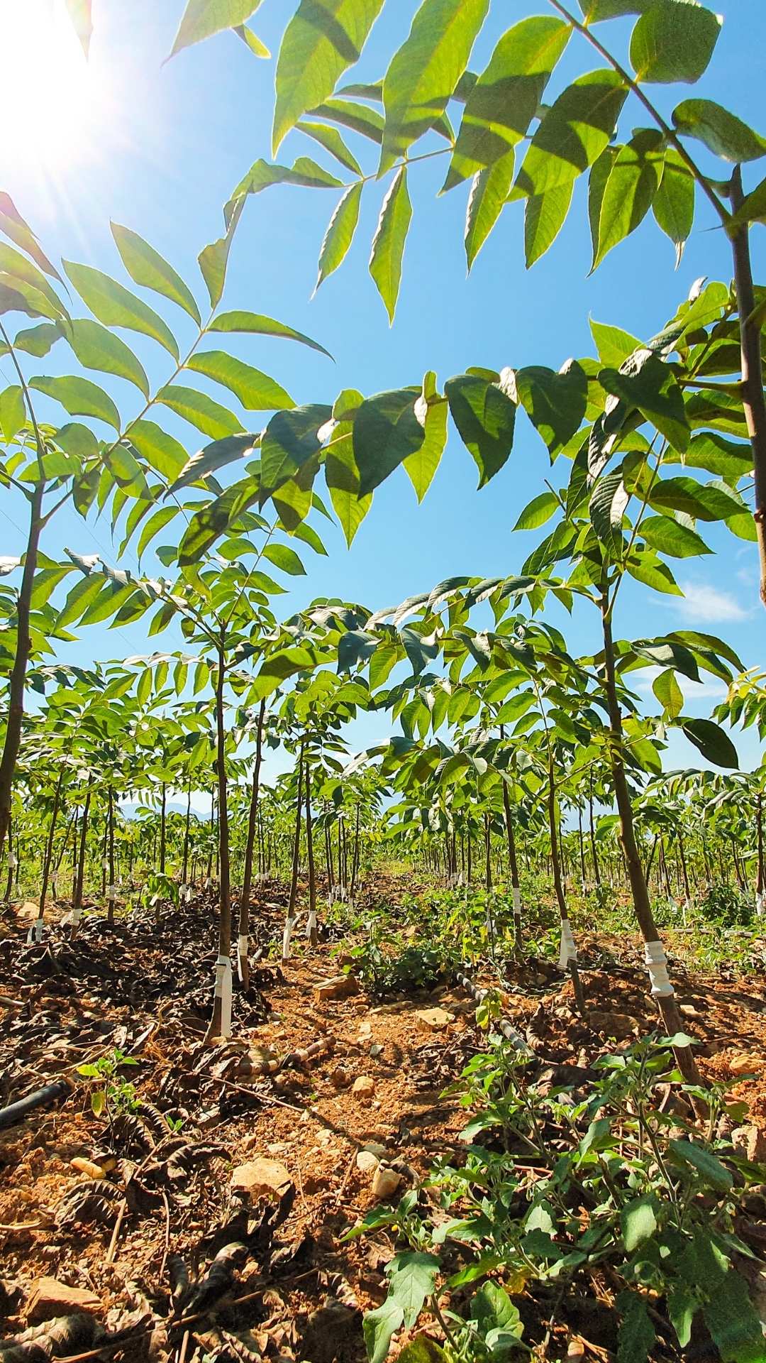 Invest4Land Spain Turkey Agriculture Invest Investment Farmland Walnut Almond Free Range Eggs Chicken Agroforestry Livestock Honey Minimum Investment 3