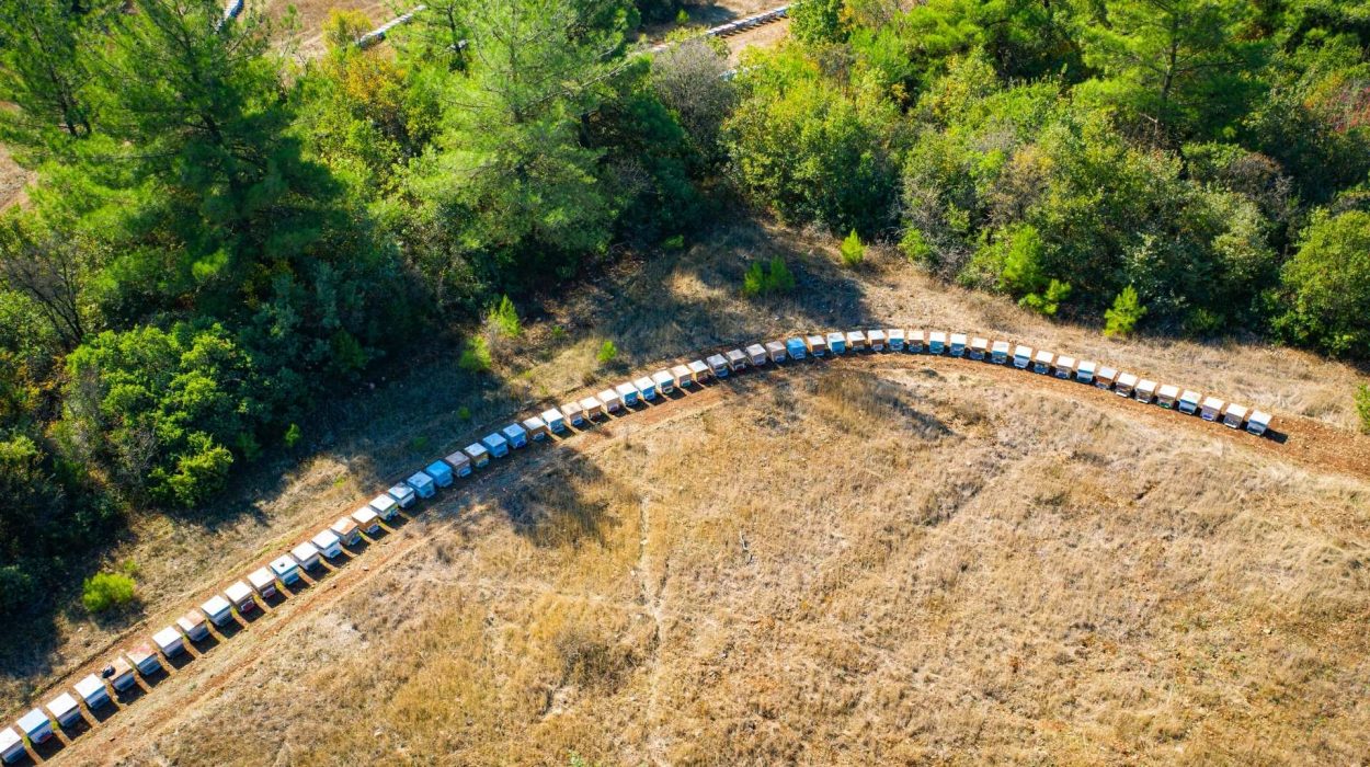 Agroforestry Systems-Invest4Land Spain Turkey Agriculture Invest Investment Farmland Walnut Almond Free Range Eggs Chicken Agroforestry Livestock Honey7