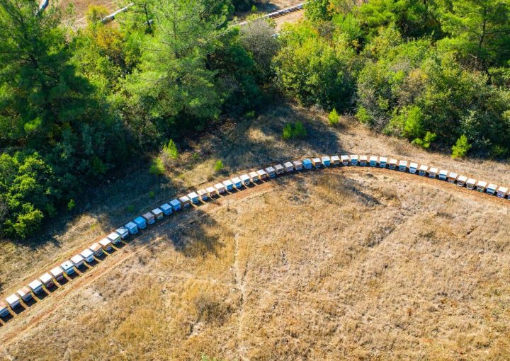 Agroforestry Systems-Invest4Land Spain Turkey Agriculture Invest Investment Farmland Walnut Almond Free Range Eggs Chicken Agroforestry Livestock Honey7