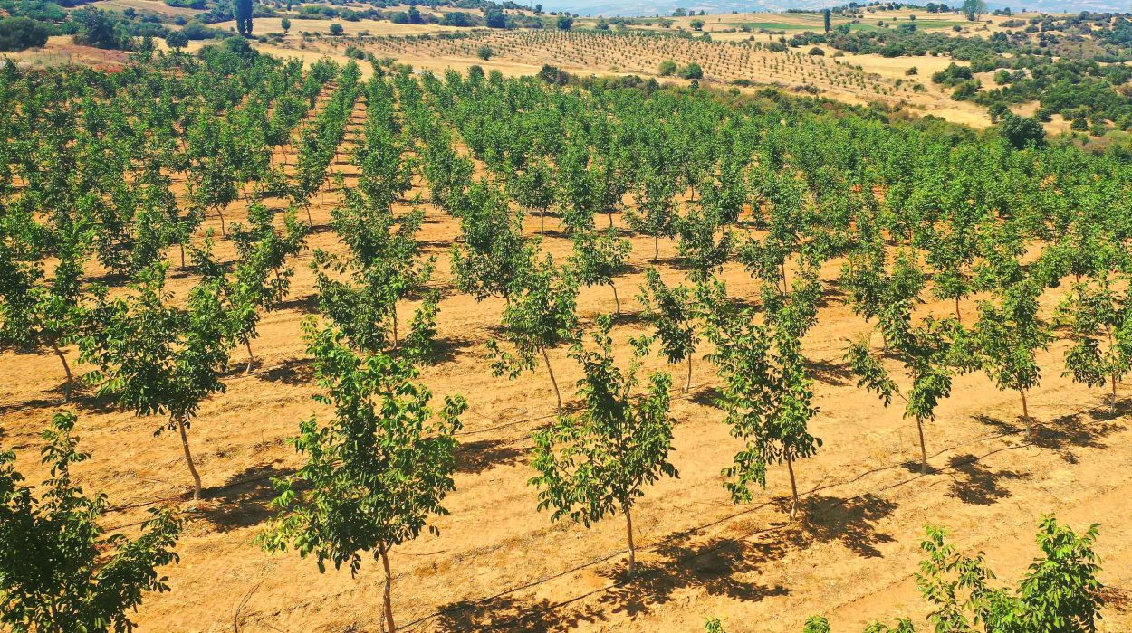 4 Lucrative Agri Investment Options-invest4land