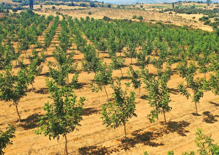 4 Lucrative Agri Investment Options-invest4land