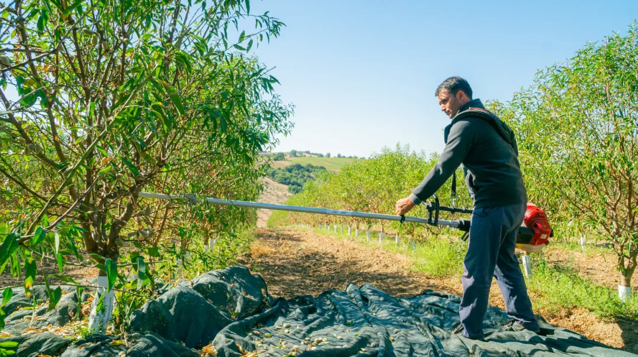 Investing in Sustainable Agriculture-invest4land-agricuıltural-farmlands-almond1