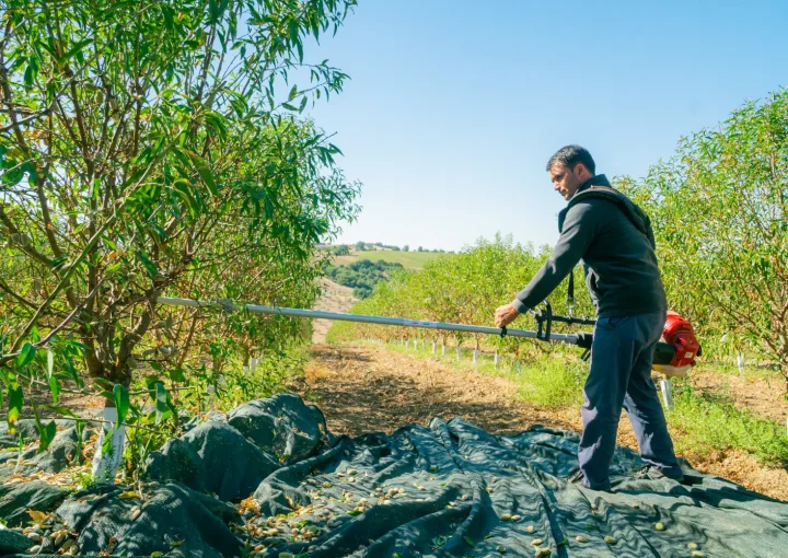 Investing in Sustainable Agriculture-invest4land-agricuıltural-farmlands-almond1