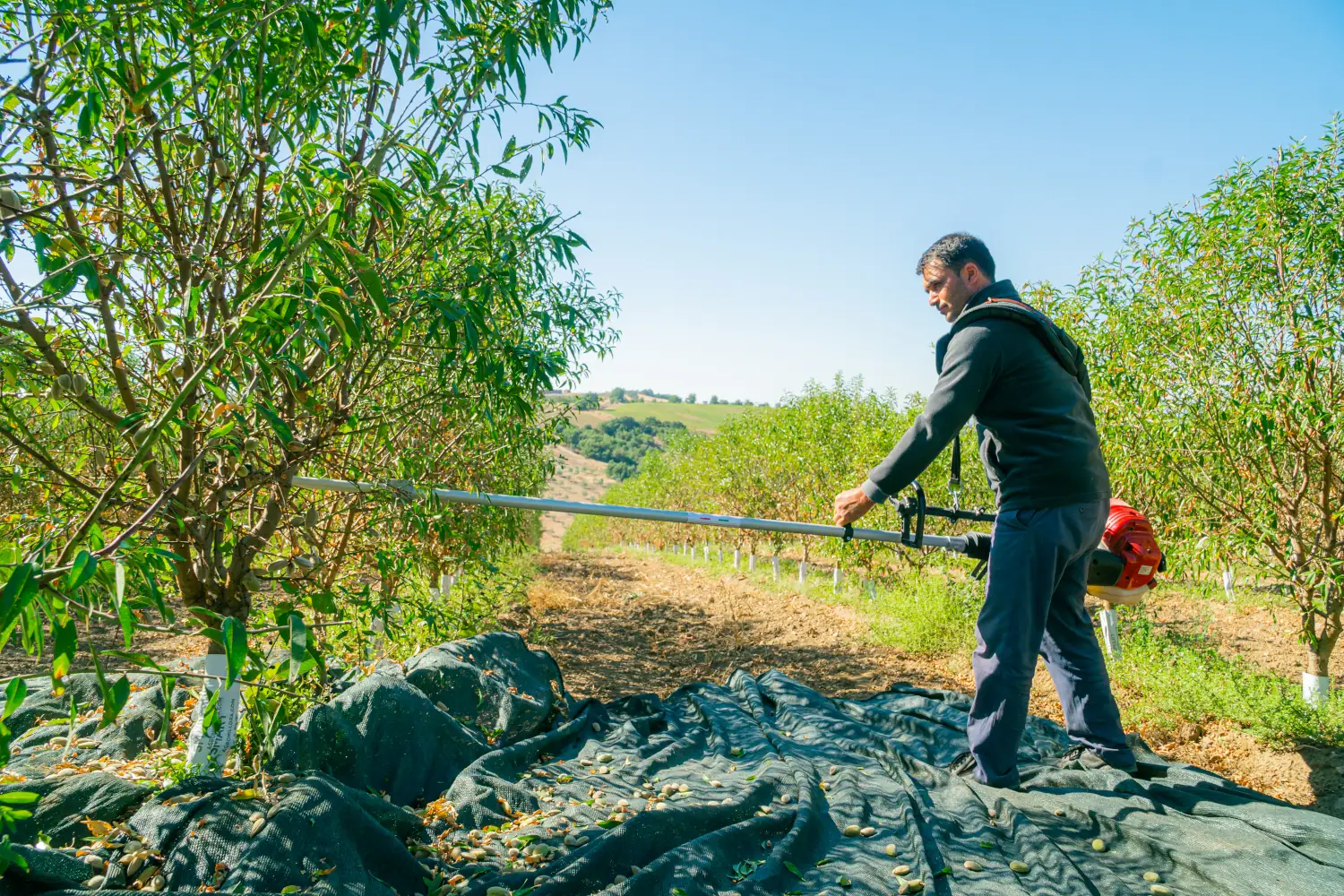 Investing in Sustainable Agriculture-invest4land-agricuıltural-farmlands-almond1