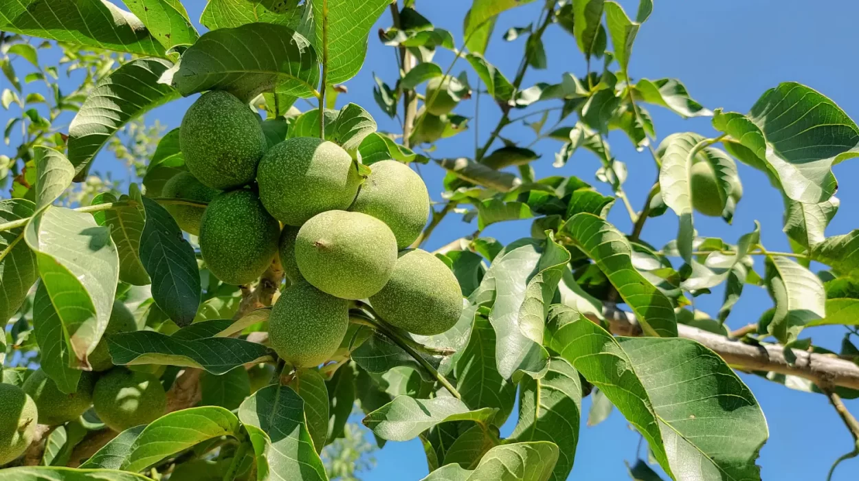 Global Walnut Market