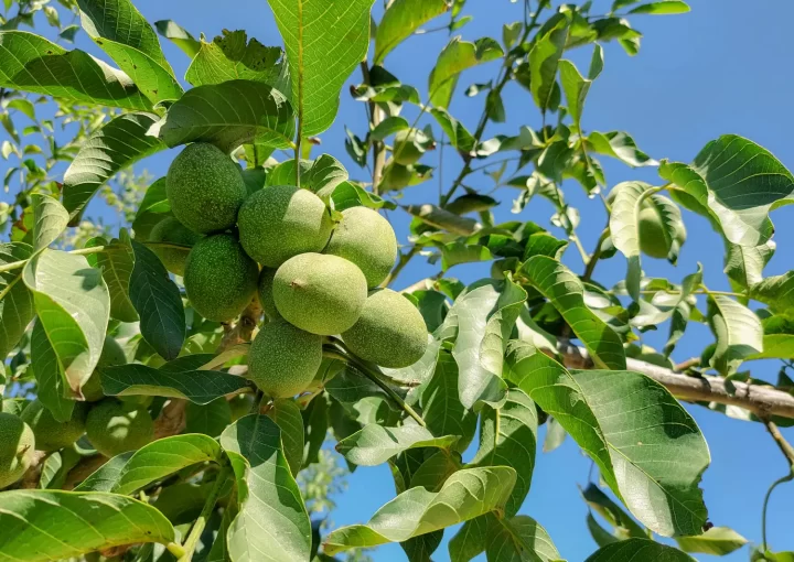 Global Walnut Market