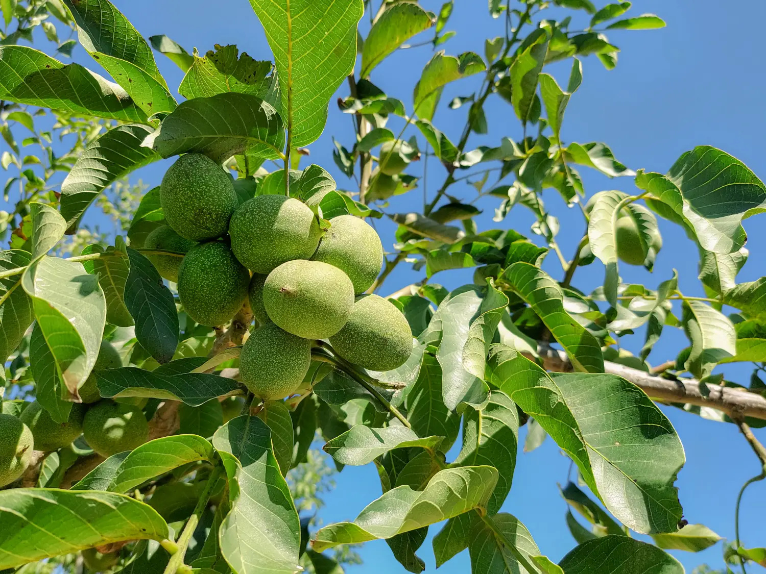 Global Walnut Market